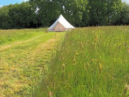 Budget bell tent...jurrasic