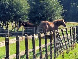 Horses everywhere