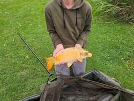 Baby koi