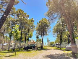 Pitches among the trees