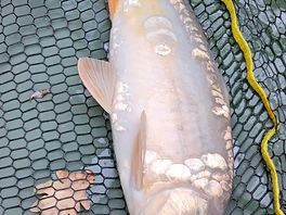 Mirror carp