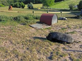 Farm animals