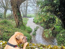 Stream