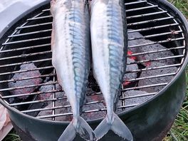 Mackerel from gurney's, thornham.