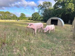 Piggies!