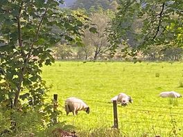 Farm next to the site