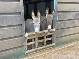 The beautiful donkeys!