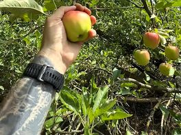 Fruit