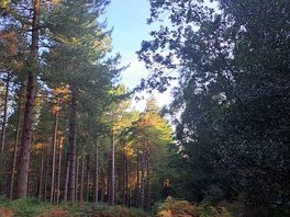 Amazing woods