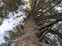 Forest walk