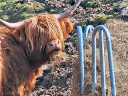 Beautiful highland cow on site