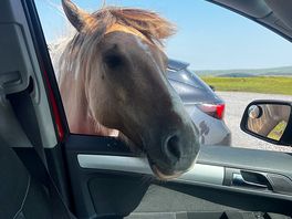 Cheeky dartmoor
