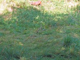 Really tame deer