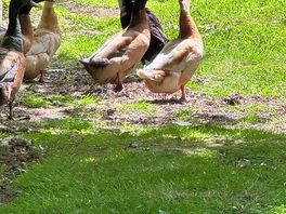 Loving the ducks