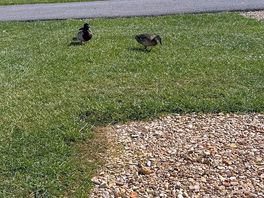 Wildlife