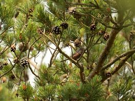 Dartford warbler at morden heath