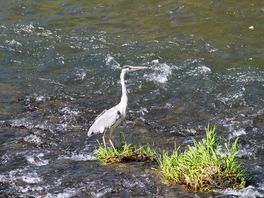 Friendly heron fishing