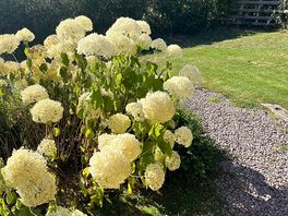 Beautiful greenery and flowers surrounding the pod.