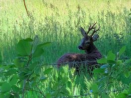Deer seen on the walk