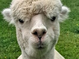 Hi!