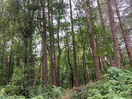 Wood land