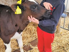 Cow cuddles!