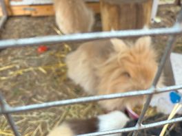 Rabbits and guinea pigs