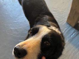 Jade the sheepdog