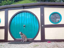 Dog friendly
