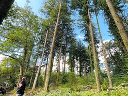 Mature trees