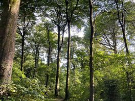 Woodland walk