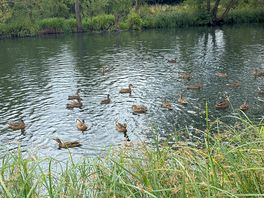 A lot of ducks to feed!