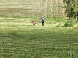 What is more random than a teenager walking a goat on a lead?