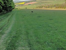 Fields that you walk through up to woodland camping