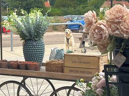Shopping at the barn with our dog