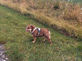 Our bulldog loved her morning walks.