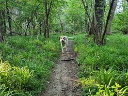 Wakerley woods.