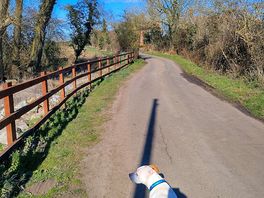 Nice dog walks