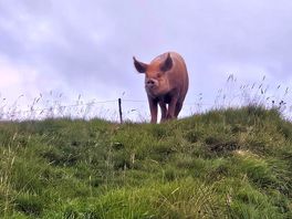 Lovely friendly pig.