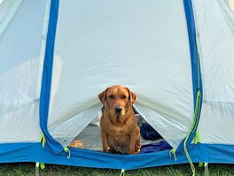 Happy camper