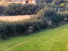 Zoom in to see barn owl taking off just up from our tent