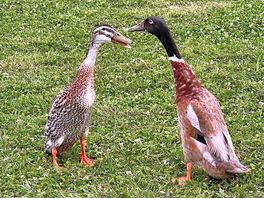Indian runner ducks