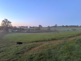 Spot the spaniel