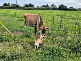 Saffy meets the neighbours!