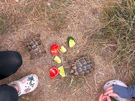 Tortoises