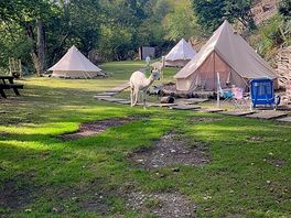 Alpaca camping