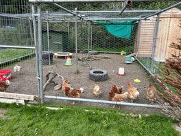 Chickenssss