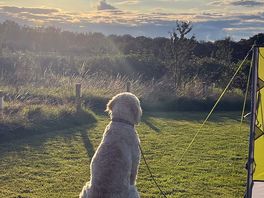 Oscar waiting for a passer by to cuddle