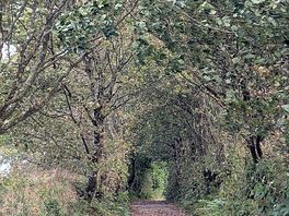 Pathway through the trees