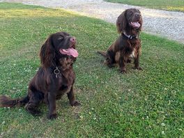 Cocker spaniels are your best friends